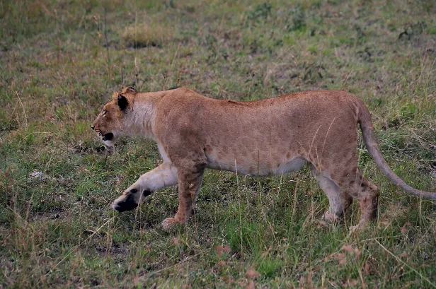 Löwe ♀
