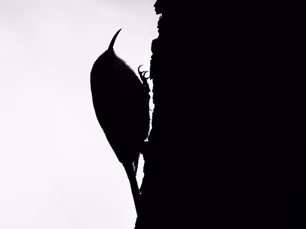 sw