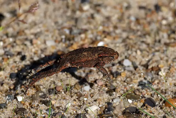 Erdkröte Jungtier