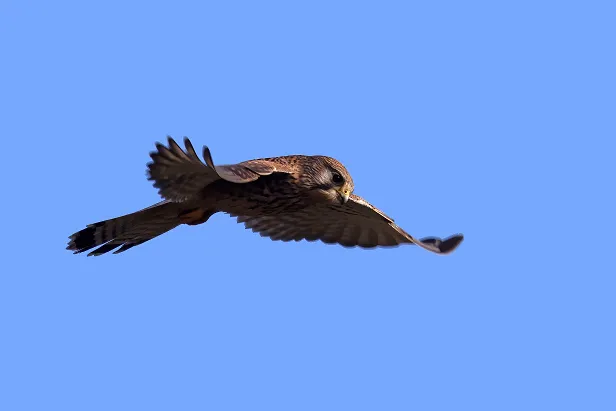 Turmfalke ♀ Falco tinnunculus