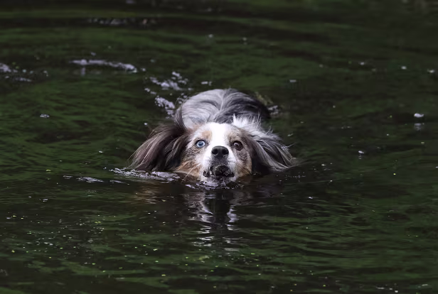 im Wasser