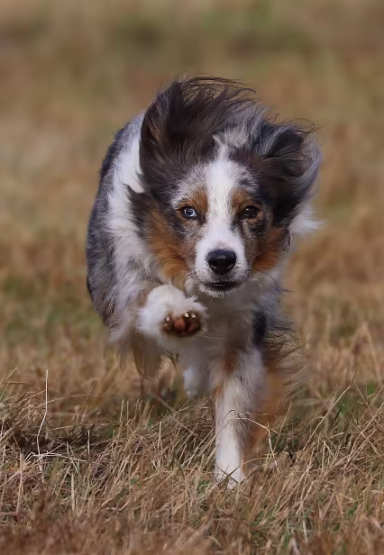 Hund