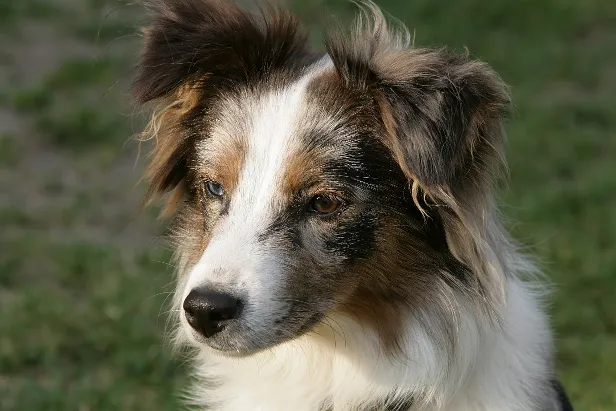 Hund
