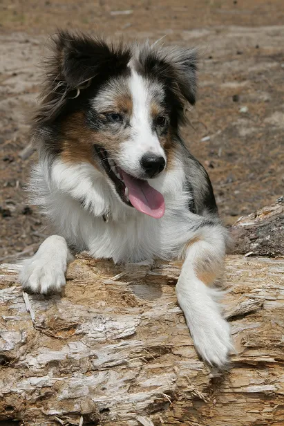 Hund