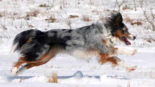 Hund