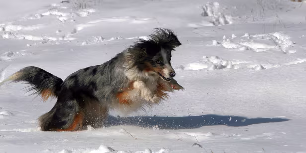 Hund