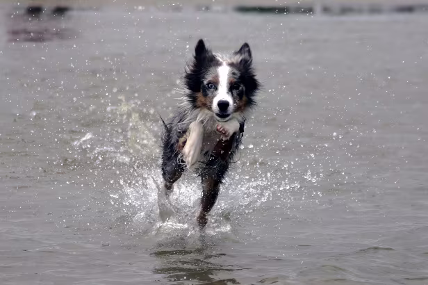 Hund