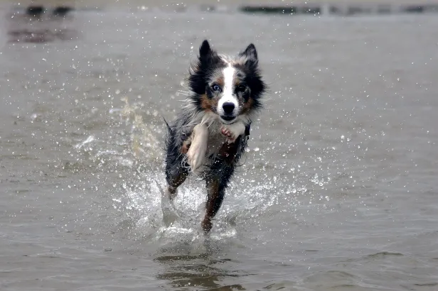 Hund