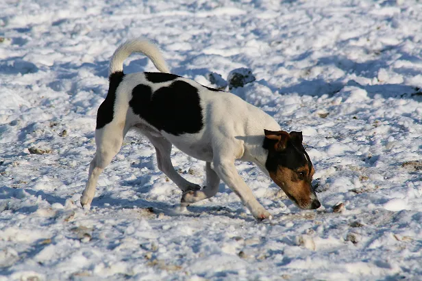 Hund