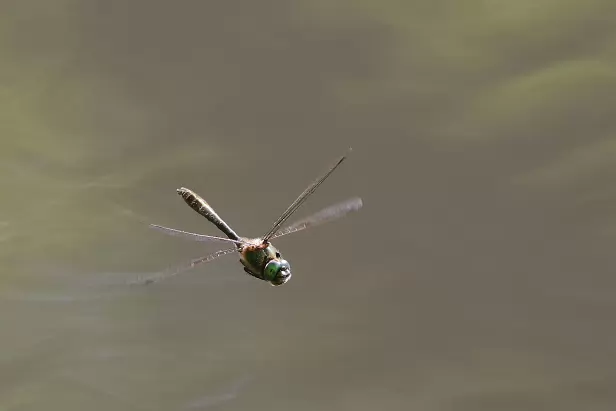 Falkenlibelle