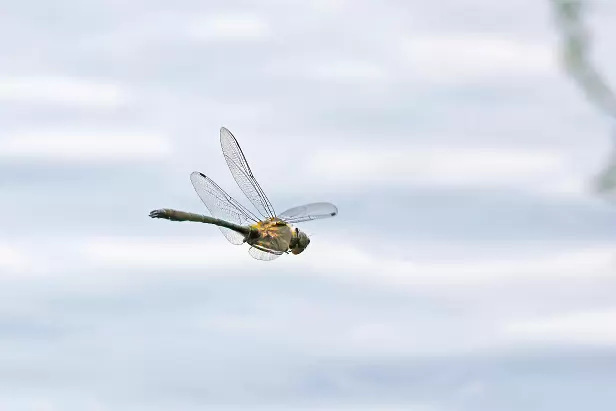 Falkenlibelle