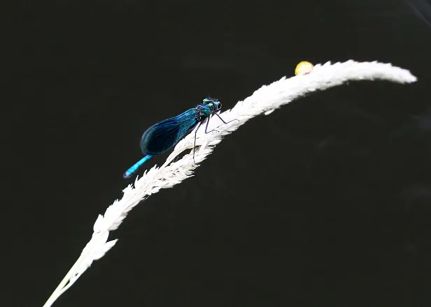 Gebänderte Prachtlibelle ♂