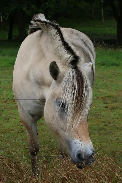 Fjordpferd