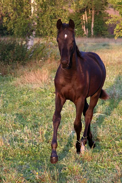 Hengstfohlen