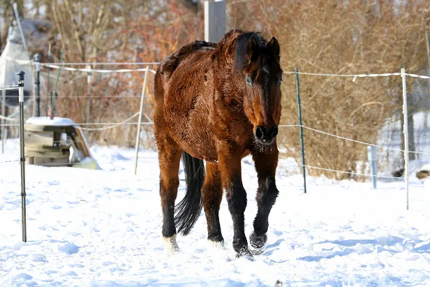 altes Pferd