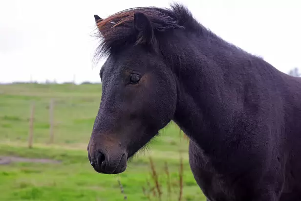 Islandhengst