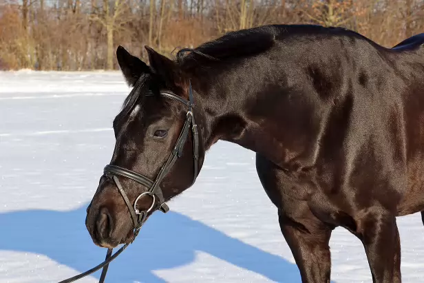 IR5_2026-01-11-1157A