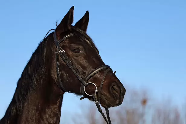 IR5_2026-01-11-2127A