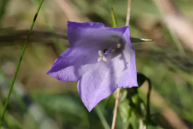 Rundblättrige Glockenblume