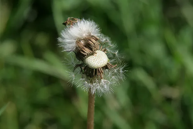 Pusteblume
