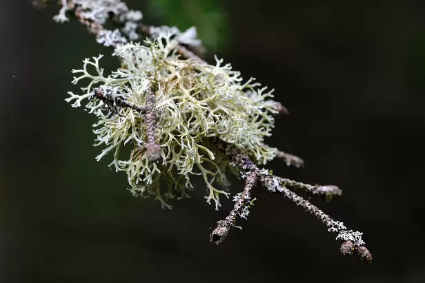 Echte Pflaumenflechte