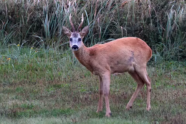 Reh ♂