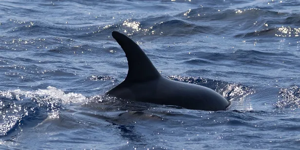 Delfin vor La Palma (Kanaren)