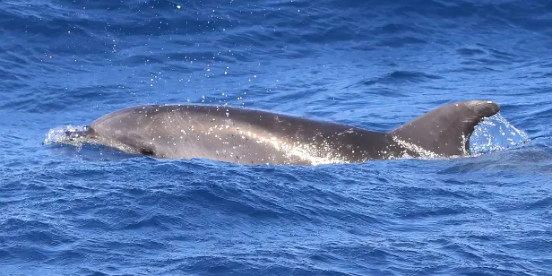 Delfin vor La Palma (Kanaren)