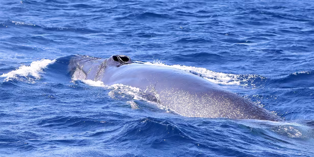 Brydewal vor La Palma (Kanaren)