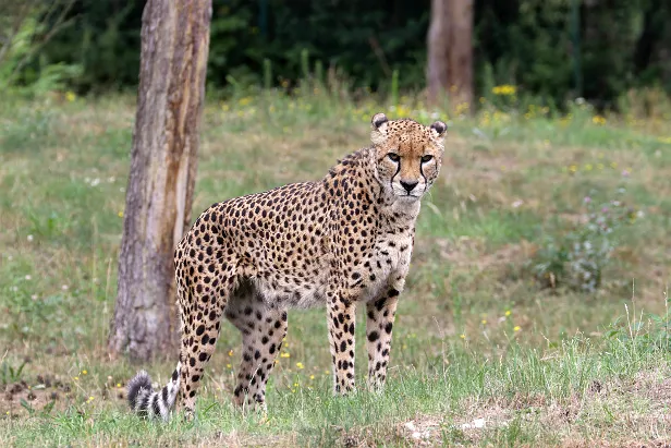 Gepard Acinonyx jubatus