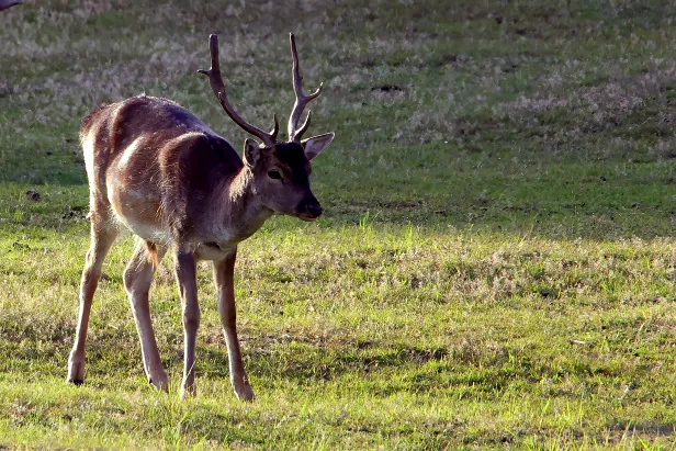 Damhirsch Wildgehege Glauer Tal