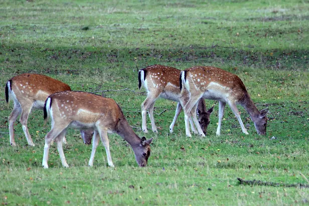 Damhirsch