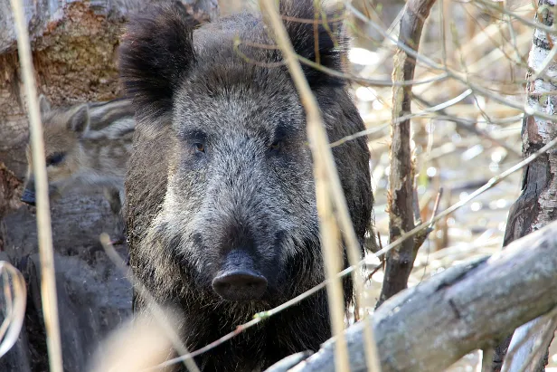 Wildschwein