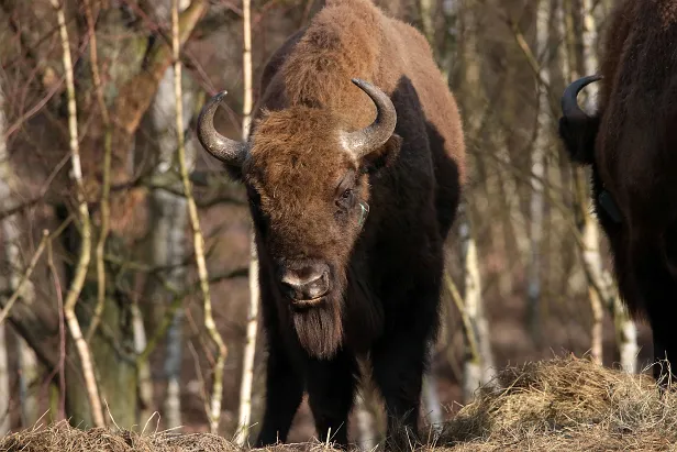 Wisent