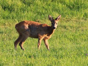 Rehe