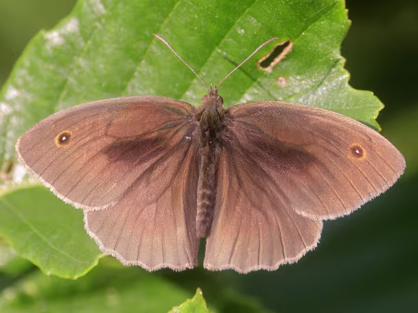 Augenfalter -Maniolini (Edelfalter)