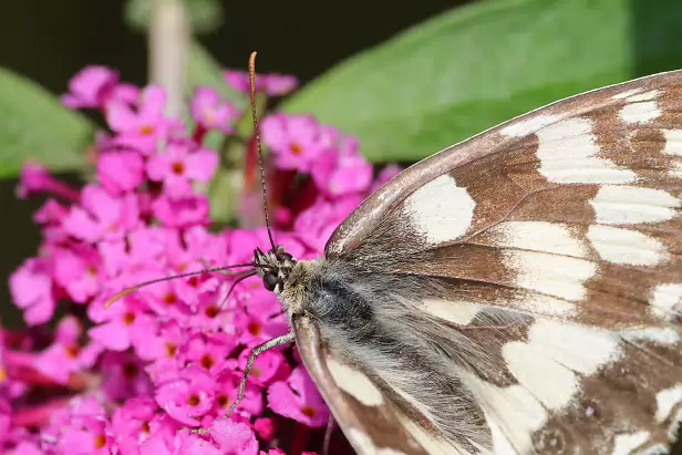 Augenfalter -Melanargiini  (Edelfalter)