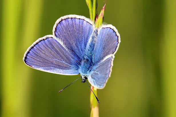 Hauhechel Bläuling ♂