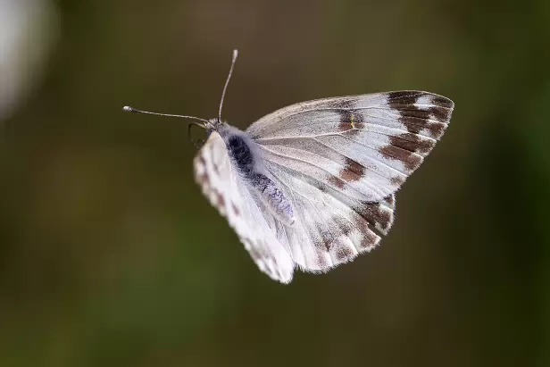 Resedafalter Schützenverein Bardenitz Pechüle e.V.