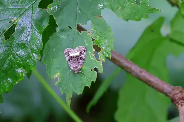 Waldrasen-Grasmotteneulchen