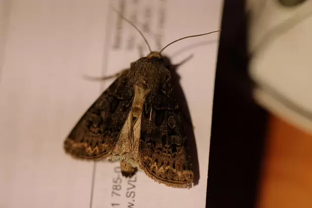 Breitflügelige Erdeule