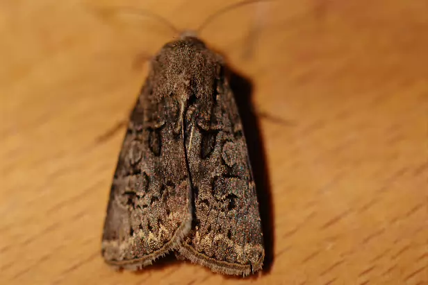 Breitflügelige Erdeule