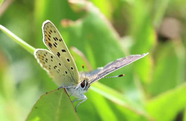 IM7_191392A.jpg Lycaena tityrus