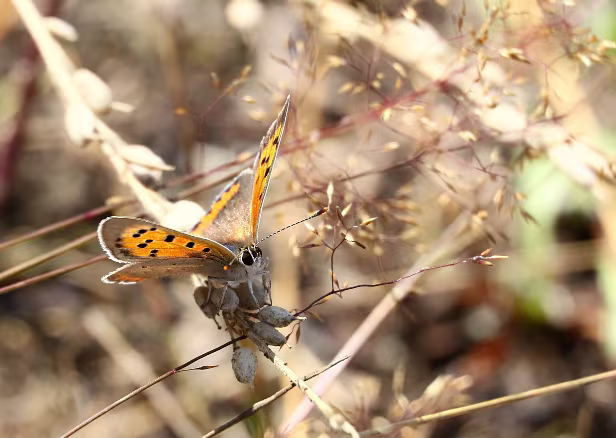 Kleiner Feuerfalter Lycaena phlaeas
