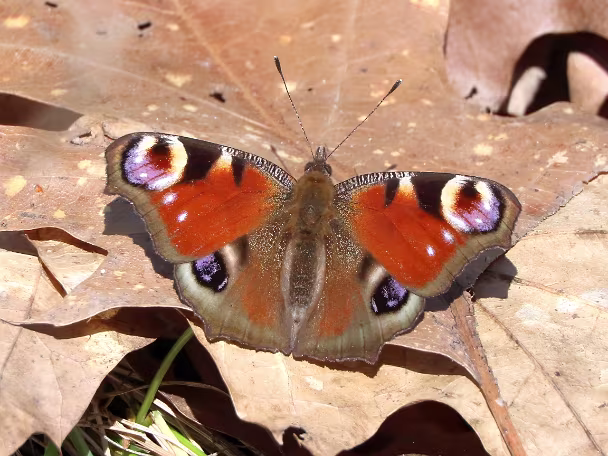 Fleckenfalter (Edelfalter)