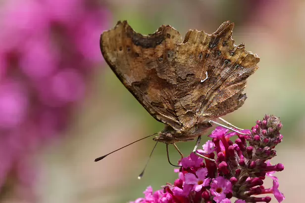 C-Falter Sommerweide