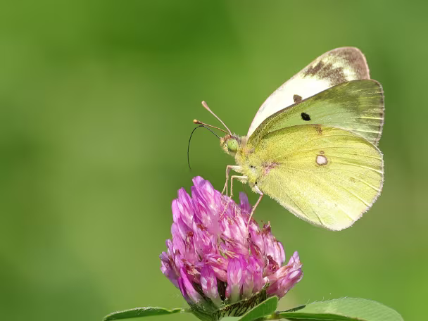Gelblinge (Weißlinge)