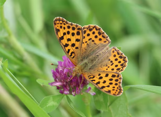 Kleiner Perlmuttfalter