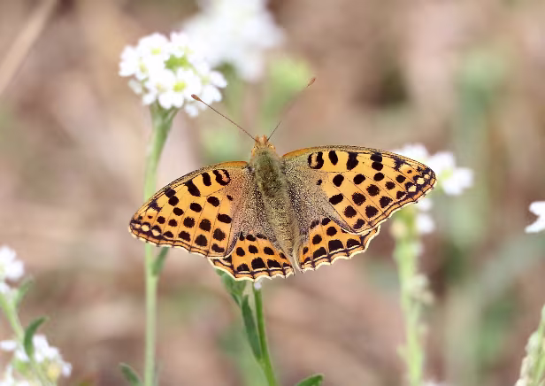 Kleiner Perlmuttfalter