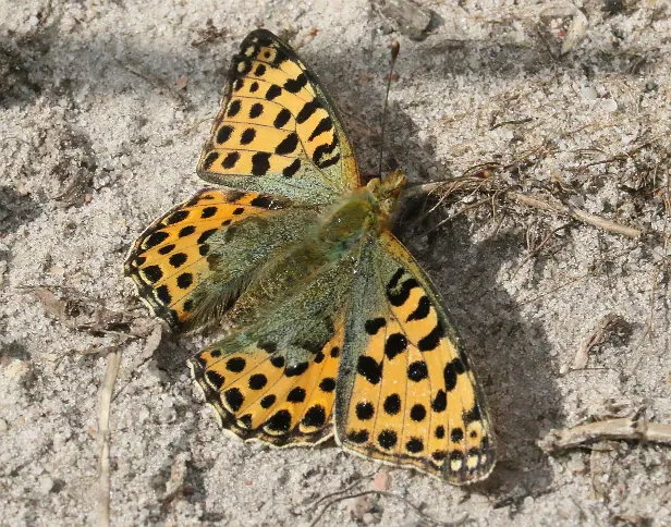Kleiner Perlmutterfalter